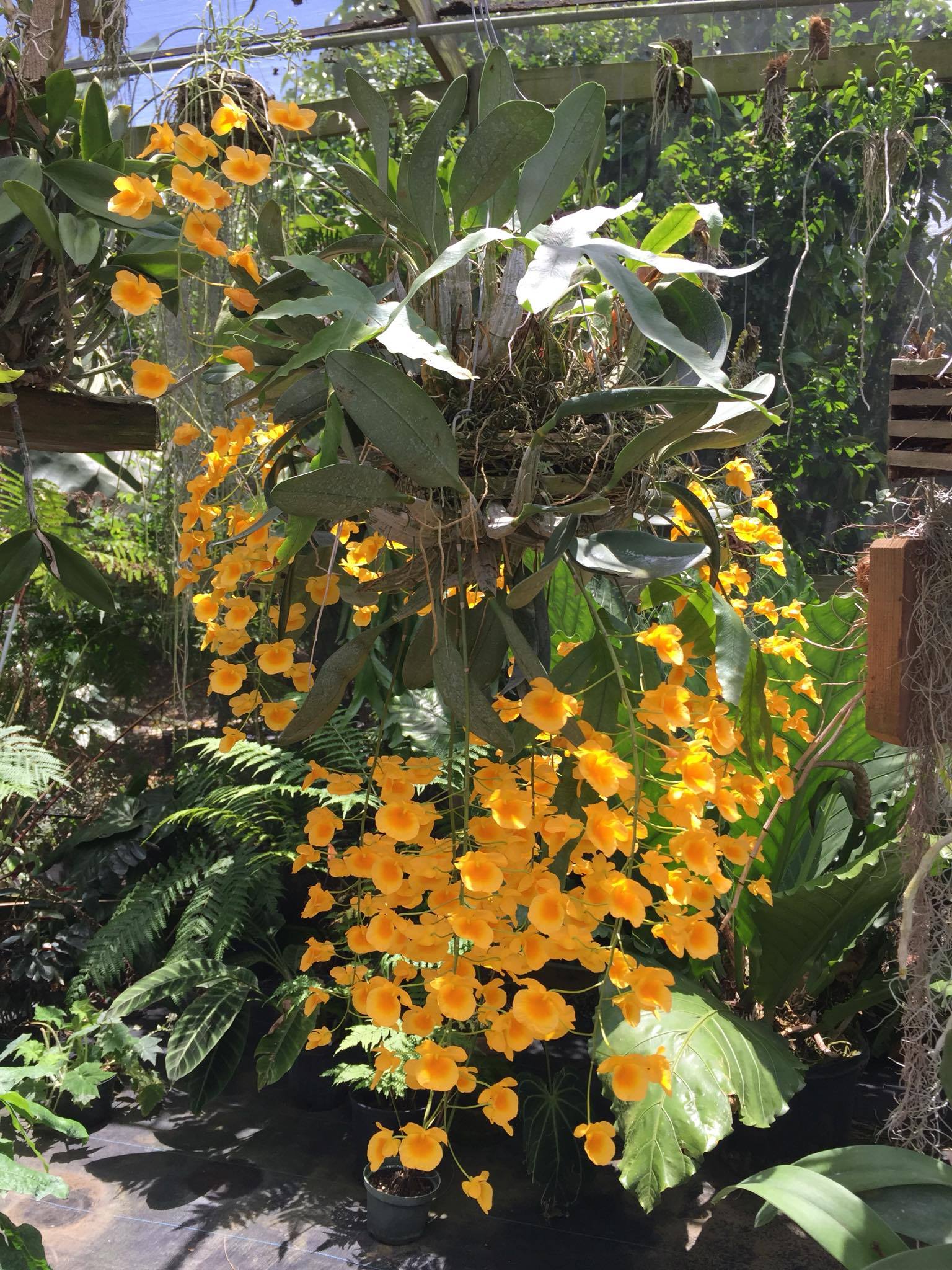 13161291_10153691389372865_666812499_o.j